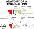 Molex anatomy.gif